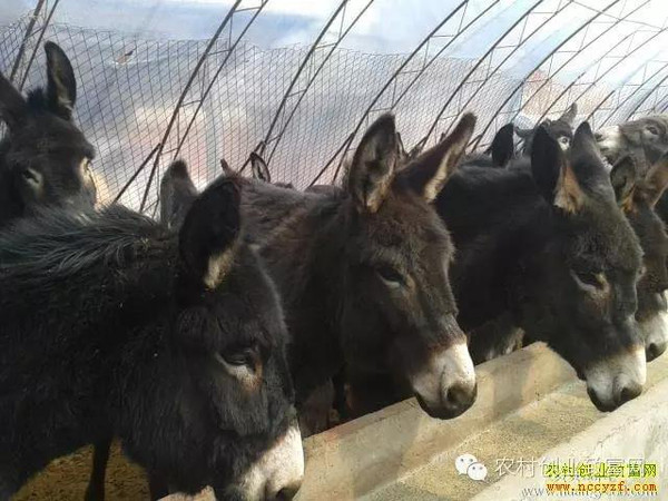 揭秘未来驴的行情，你了解多少？