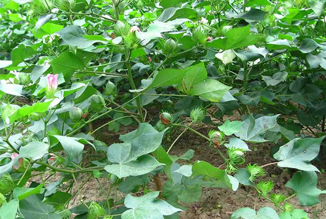 最新棉花价格行情及深度分析