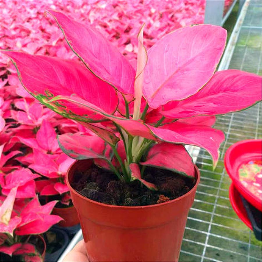 草6最新入口,草6最新入口，详细步骤指南