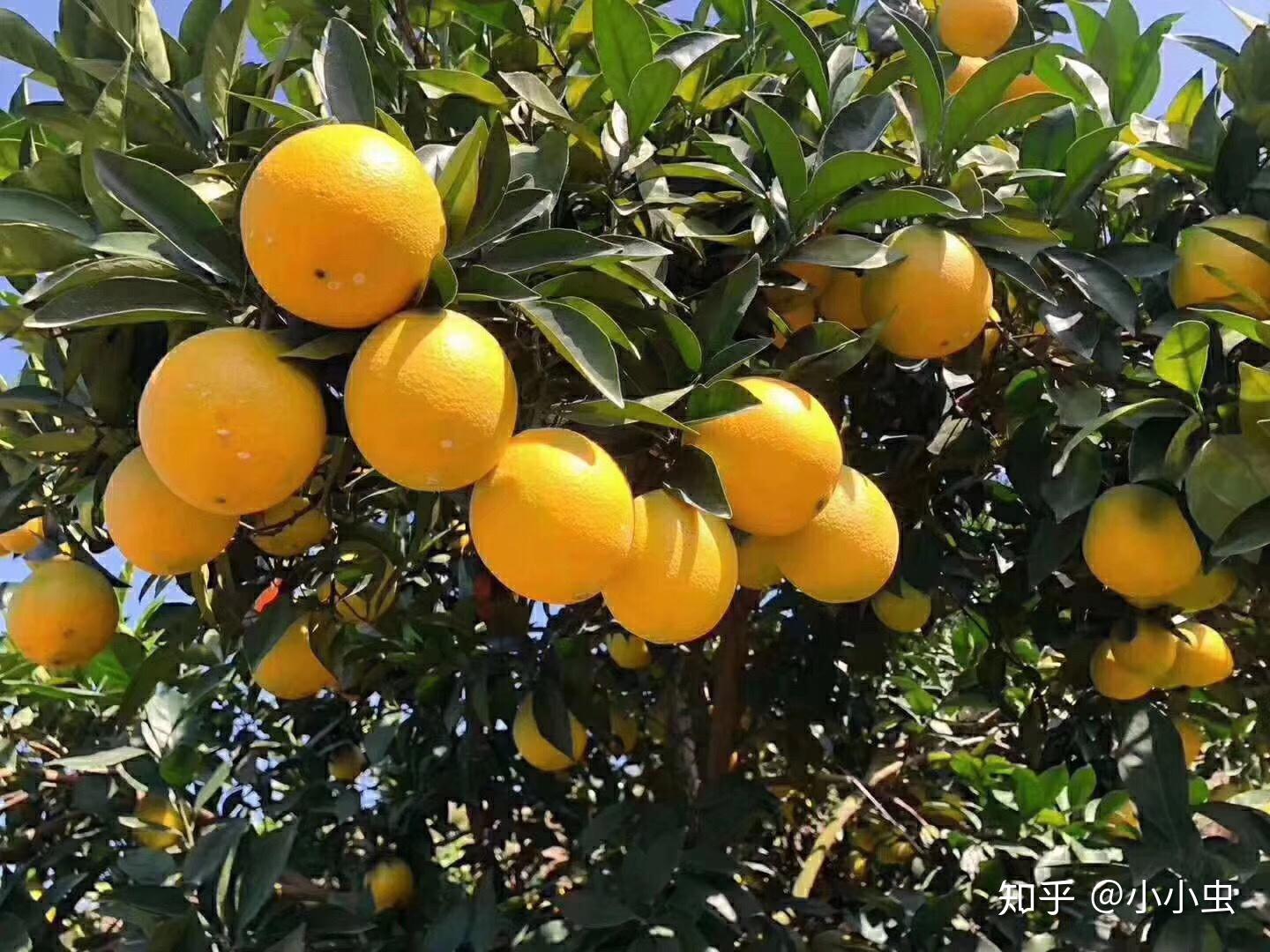 赣南脐橙秋季上市，甜蜜盛宴开启