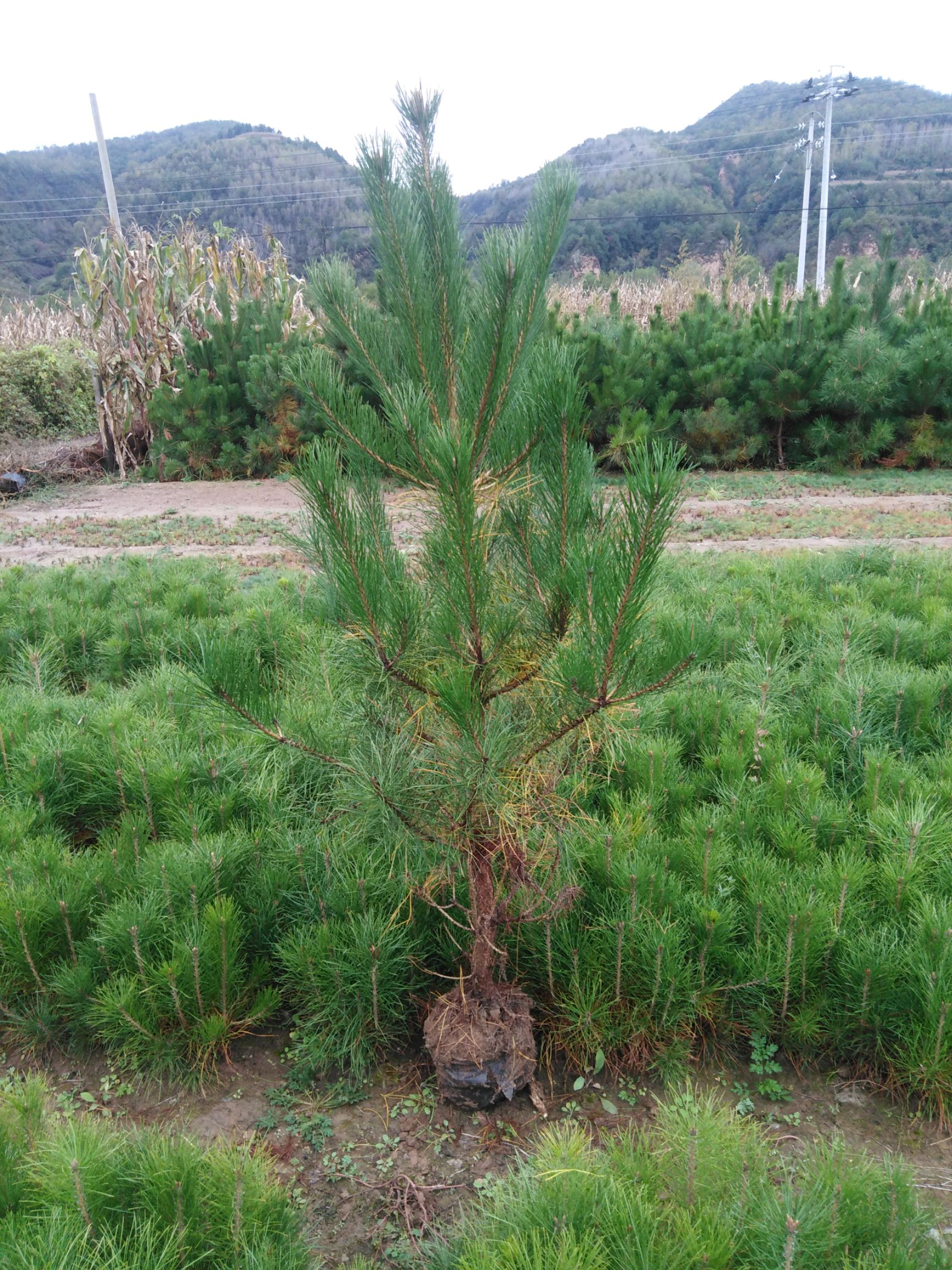 最新油松采购资讯与指南