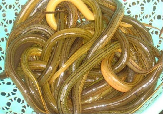 苏州水产品批发最新行情概览与动态分析